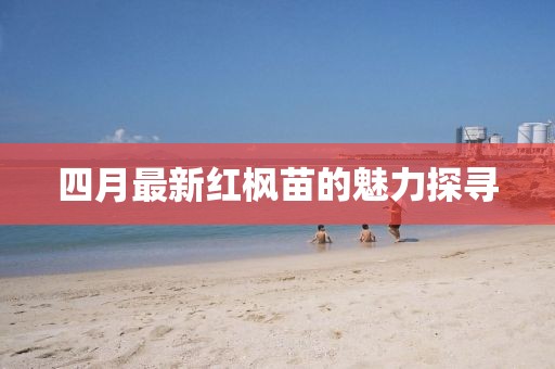 四月最新紅楓苗的魅力探尋