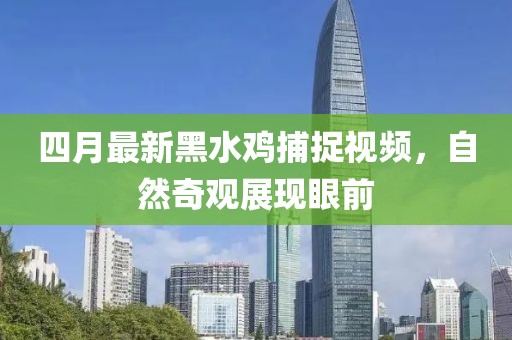 四月最新黑水雞捕捉視頻，自然奇觀展現(xiàn)眼前