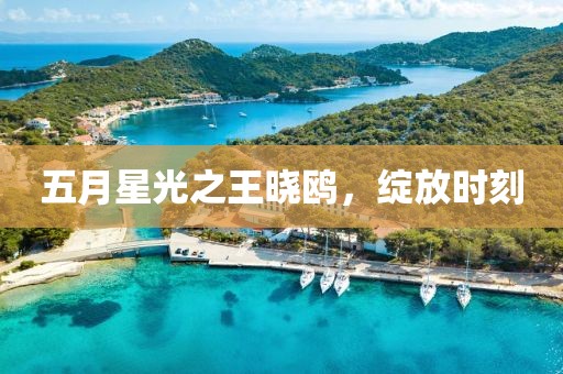 五月星光之王曉鷗，綻放時(shí)刻