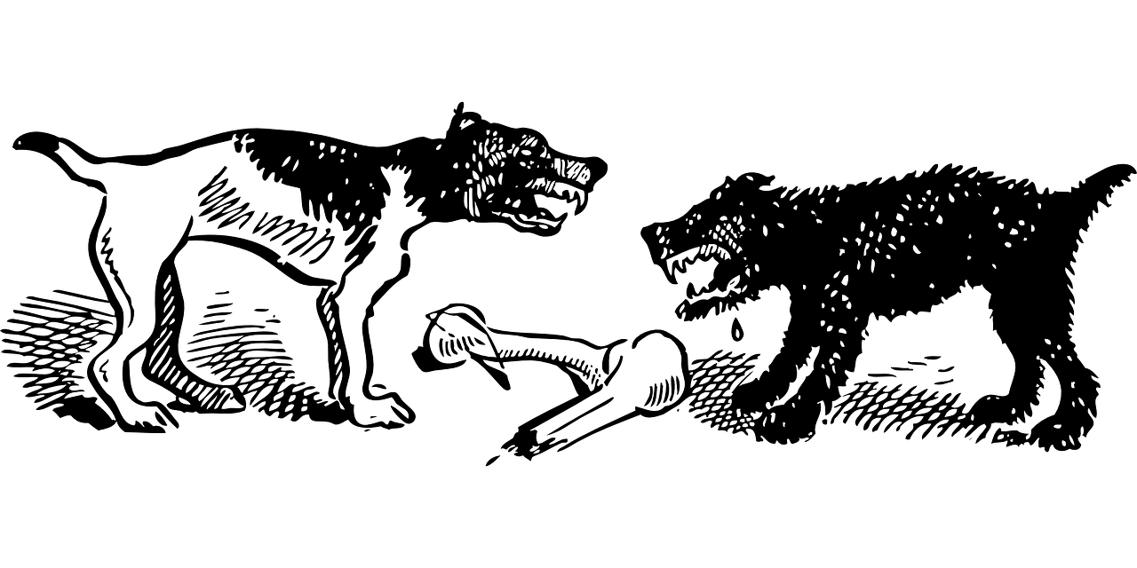 最新野生動物保護名錄，守護自然之美的行動綱領(lǐng)