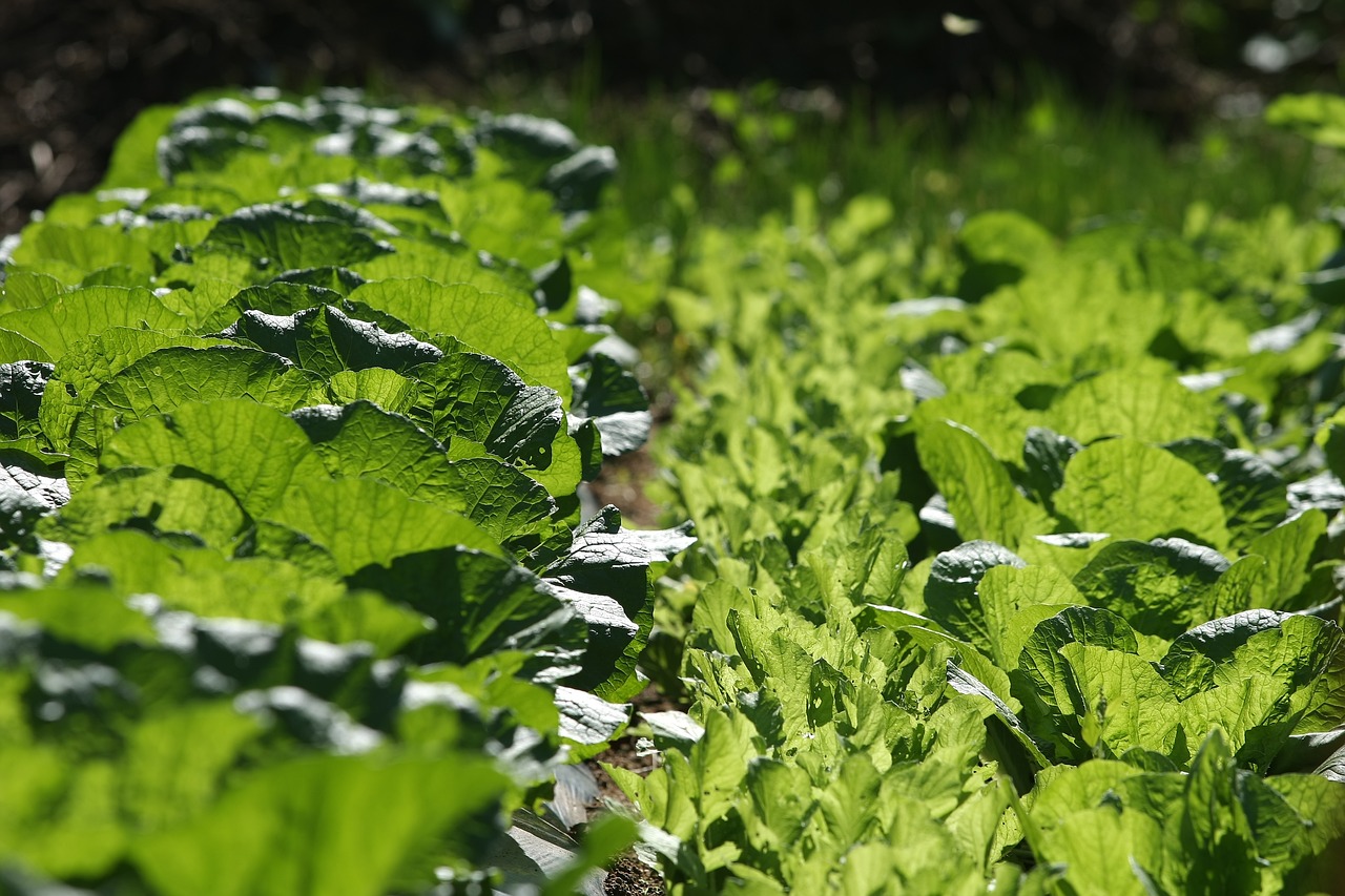 大白菜最新版本的種植技術(shù)、品種特點與健康價值詳解