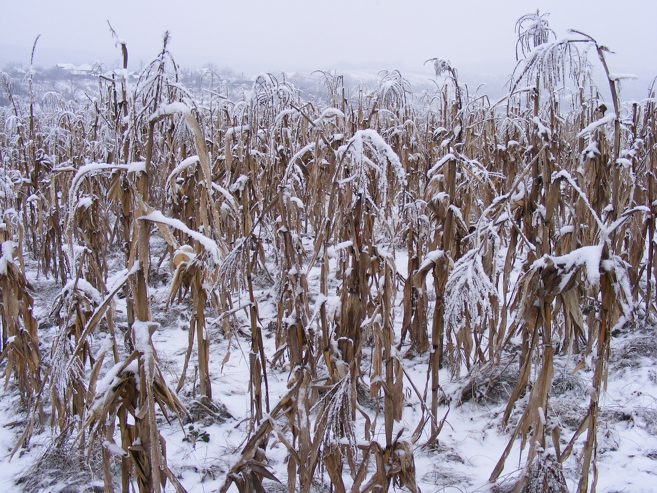 全國(guó)多地降雪來(lái)襲，氣象部門(mén)發(fā)出預(yù)警，最新下雪新聞匯總