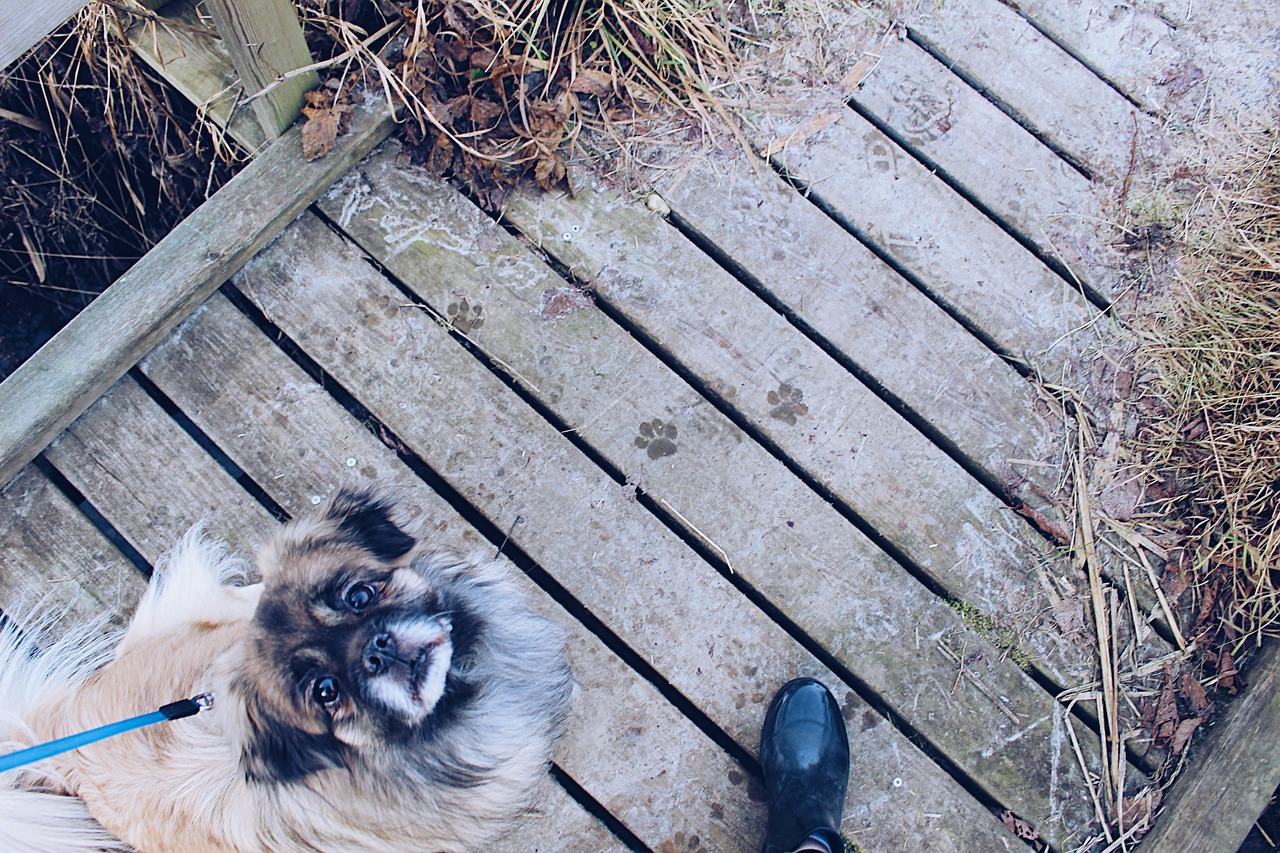 揭秘最新狗語者，人與犬之間的深度交流之道